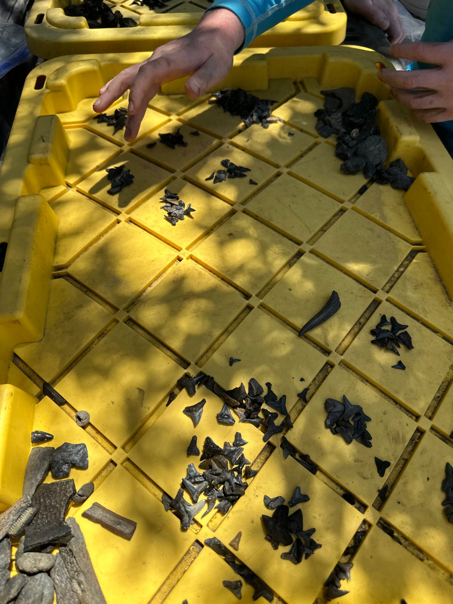 Sorting through fossils