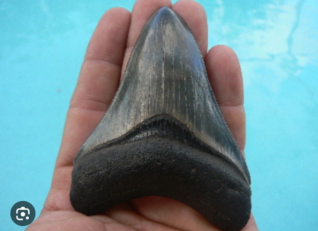 Megalodon Shark Tooth