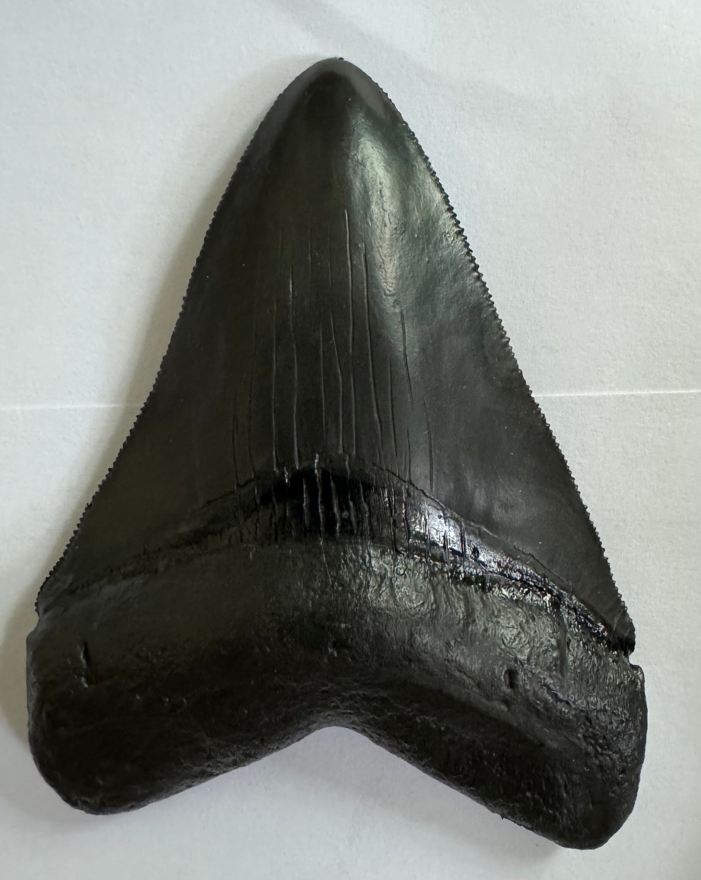 Megalodon tooth fossil