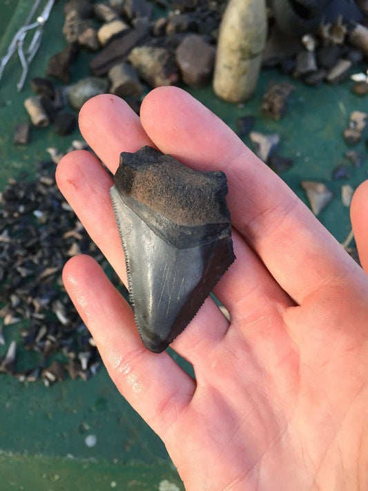 Learn about Megalodons, the most prized fossil find