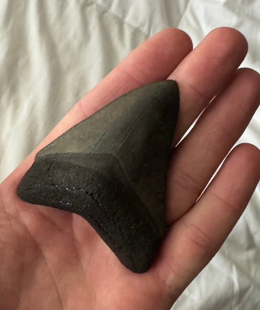 Megalodon Shark Tooth