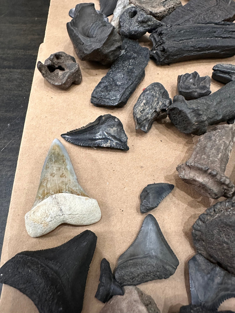 Florida Fossil Adventures - examples of finds