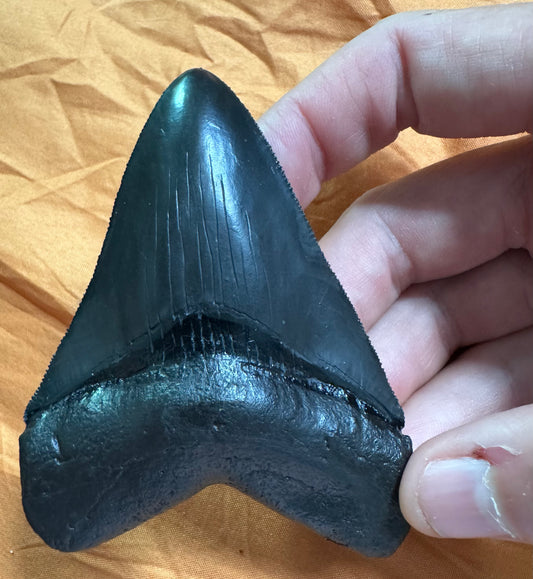 Megalodon tooth, hand for size reference