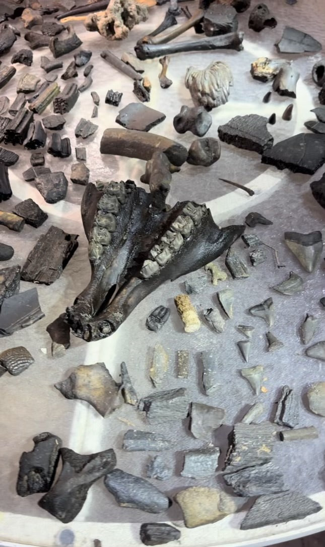 a spread of the various fossil finds variety