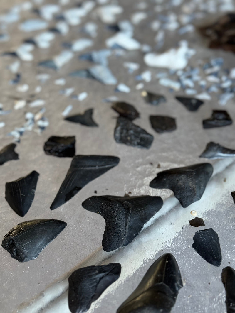 meg teeth fragments and specimens